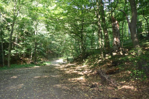 Třemošnice, 23.8.2012
Peklo u Hedvikova.
Klíčová slova: Třemošnice Peklo u Hedvikova