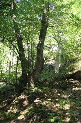 Třemošnice, 23.8.2012
Peklo u Hedvikova.



Schlüsselwörter: Třemošnice Peklo u Hedvikova