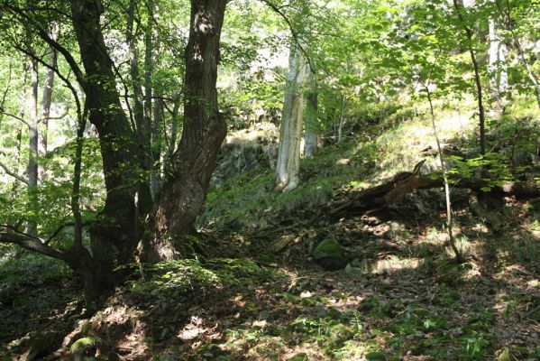 Třemošnice, 23.8.2012
Peklo u Hedvikova.



Mots-clés: Třemošnice Peklo u Hedvikova Ampedus brunnicornis