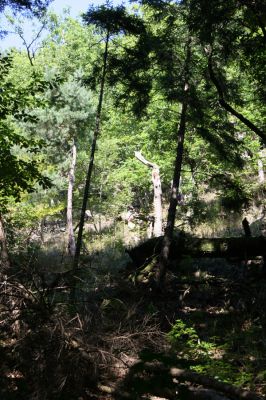 Třemošnice, 23.8.2012
Peklo u Hedvikova.



Klíčová slova: Třemošnice Peklo u Hedvikova