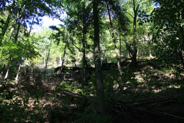 Třemošnice, 23.8.2012
Peklo u Hedvikova.



Klíčová slova: Třemošnice Peklo u Hedvikova