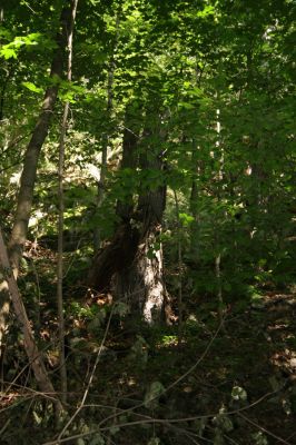 Třemošnice, 23.8.2012
Peklo u Hedvikova.



Klíčová slova: Třemošnice Peklo u Hedvikova