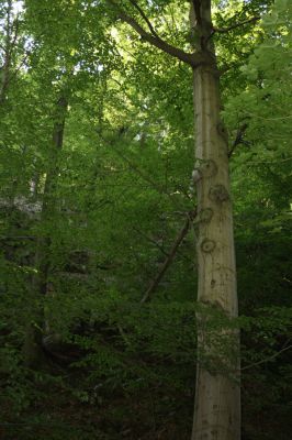 Třemošnice, 23.8.2012
Peklo u Hedvikova.



Klíčová slova: Třemošnice Peklo u Hedvikova