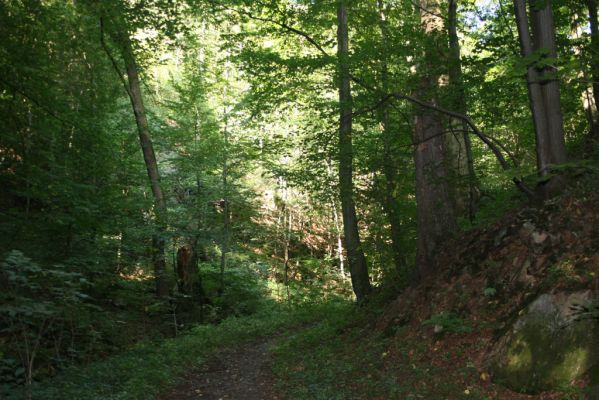 Třemošnice, 23.8.2012
Peklo u Hedvikova.


Klíčová slova: Třemošnice Peklo u Hedvikova