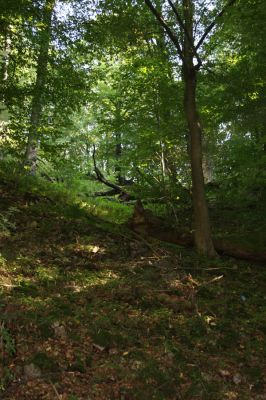 Třemošnice, 23.8.2012
Peklo u Hedvikova.



Klíčová slova: Třemošnice Peklo u Hedvikova