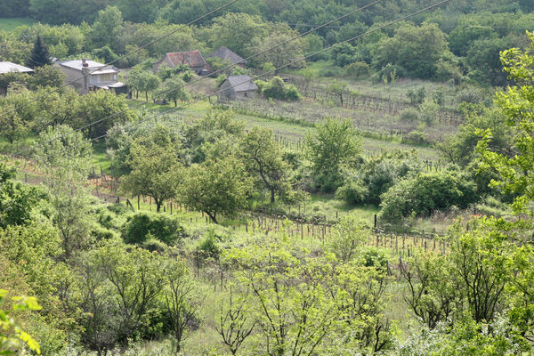 Nána, 1.5.2014
Vŕšok - zahrady pod vodárnou.
Keywords: Štúrovo Hegyfarok Nána Modrý vrch Vŕšok Neopristilophus depressus