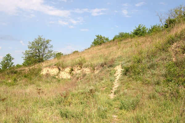 Nána, 1.5.2014
Modrý vrch, Vŕšok.
Keywords: Štúrovo Hegyfarok Nána Modrý vrch Vŕšok Cardiophorus vestigialis