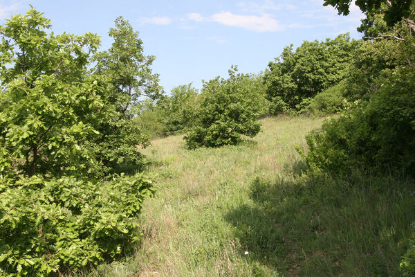 Nána, 1.5.2014
Modrý vrch, Vŕšok.
Klíčová slova: Štúrovo Hegyfarok Nána Modrý vrch Vŕšok