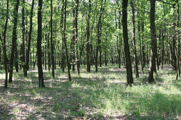 Kamenný Most, 1.5.2014
Modrý vrch.
Schlüsselwörter: Štúrovo Hegyfarok Kamenný Most Modrý vrch Prosternon chrysocomum