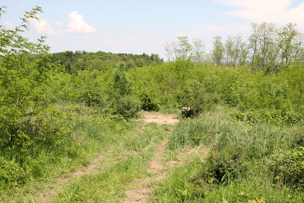 Kamenný Most, 1.5.2014
Modrý vrch.
Schlüsselwörter: Štúrovo Hegyfarok Kamenný Most Modrý vrch Prosternon chrysocomum