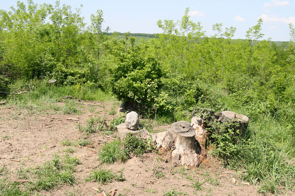 Kamenný Most, 1.5.2014
Modrý vrch.
Mots-clés: Štúrovo Hegyfarok Kamenný Most Modrý vrch Ampedus praeustus