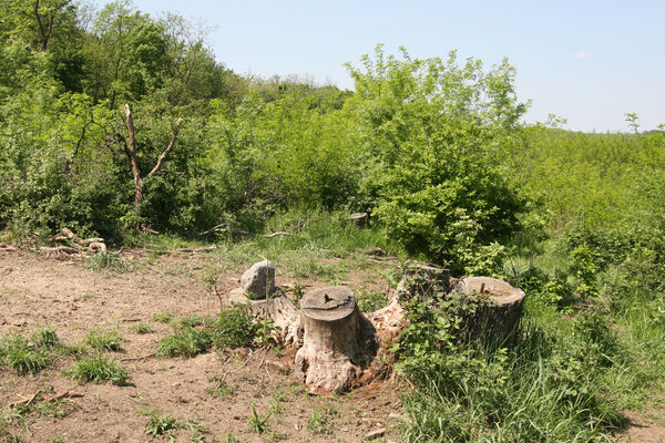 Kamenný Most, 1.5.2014
Modrý vrch.
Mots-clés: Štúrovo Hegyfarok Kamenný Most Modrý vrch Ampedus praeustus