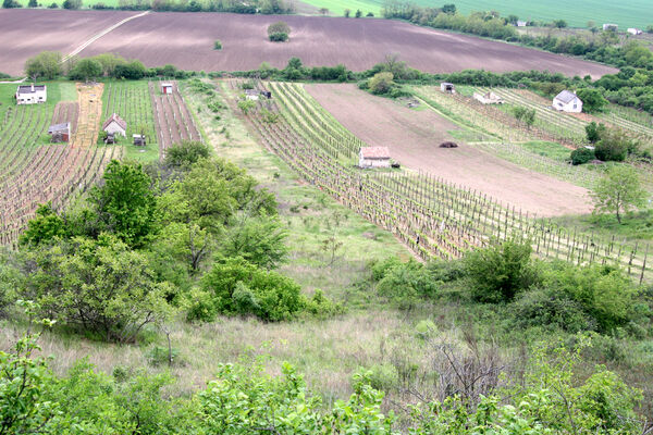 Nána, 1.5.2014
Vrch Dank - jižní svah nad vinicemi.
Klíčová slova: Štúrovo Hegyfarok Nána Modrý vrch Dank Melanotus tenebrosus