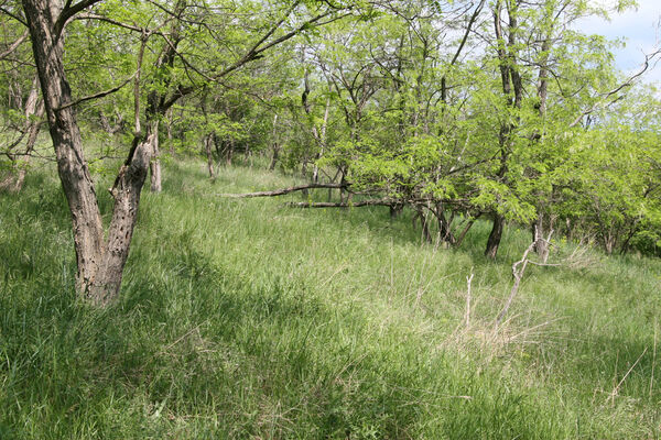 Nána, 1.5.2014
Vrch Dank - akátový háj.
Keywords: Štúrovo Hegyfarok Nána Modrý vrch Dank Neopristilophus insitivus