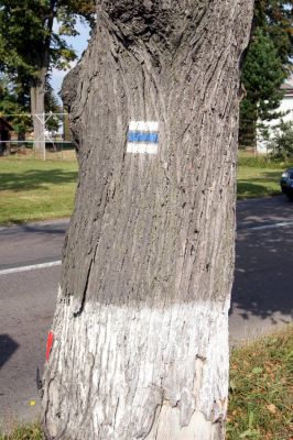 Helvíkovice, 20.9.2010
Lipová alej, lípa osídlená krasci lipovými.
Schlüsselwörter: Helvíkovice Lamprodila rutilans krasec lipový