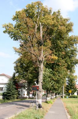 Helvíkovice, 20.9.2010
Lipová alej osídlená krasci lipovými.
Klíčová slova: Helvíkovice Lamprodila rutilans krasec lipový