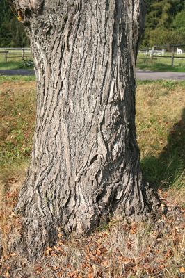 Helvíkovice, 20.9.2010
Lípa v aleji u Bažantnice osídlená krasci lipovými.
Klíčová slova: Helvíkovice Bažantnice Lamprodila rutilans krasec lipový