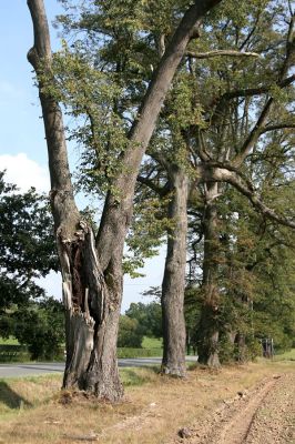 Helvíkovice, 20.9.2010
Lipová alej u Dolního Dvora osídlená krasci lipovými.
Klíčová slova: Helvíkovice Dolní Dvůr Lamprodila rutilans krasec lipový