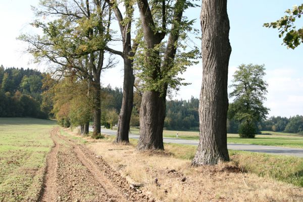 Helvíkovice, 20.9.2010
Lipová alej u Dolního Dvora osídlená krasci lipovými.
Klíčová slova: Helvíkovice Dolní Dvůr Lamprodila rutilans krasec lipový