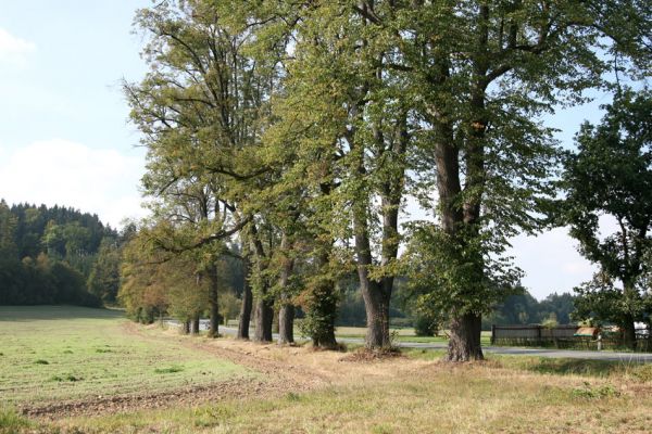 Helvíkovice, 20.9.2010
Lipová alej u Dolního Dvora osídlená krasci lipovými.
Klíčová slova: Helvíkovice Dolní Dvůr Lamprodila rutilans krasec lipový