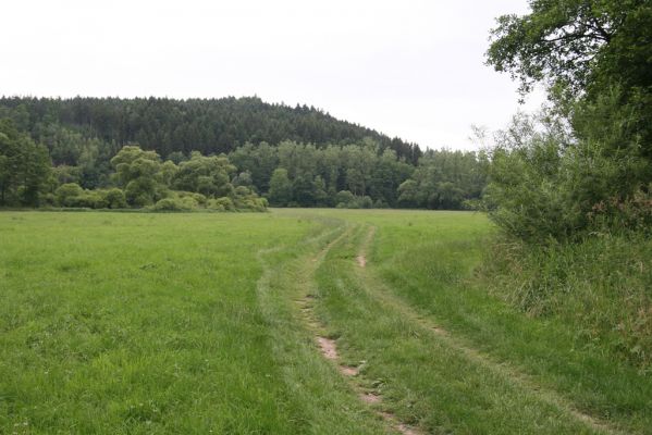 Záchlumí, 30.6.2015
Záplavové louky Orlice mezi Záchlumím a Helvíkovicemi.
Schlüsselwörter: Záchlumí Adrastus pallens Hemicrepidius niger