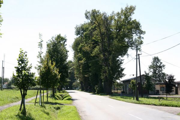 Hemže - Březenice, 21.8.2010
Lipová alej mezi obcemi. Pokácené lípy jsou nahrazovány mladými lipami. 
Klíčová slova: Hemže Březenice Lamprodila rutilans krasec lipový