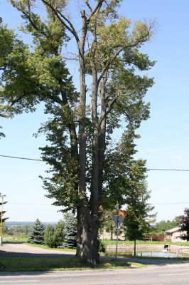 Hemže - Březenice, 21.8.2010
Lípa v aleji mezi obcemi.
Klíčová slova: Hemže Březenice Lamprodila rutilans krasec lipový