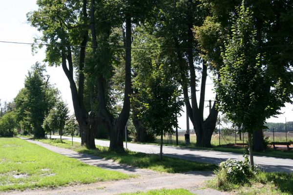 Hemže - Březenice, 21.8.2010
Lipová alej mezi obcemi.
Klíčová slova: Hemže Březenice Lamprodila rutilans krasec lipový