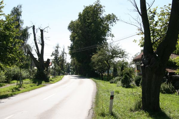 Hemže - Březenice, 21.8.2010
Lipová alej mezi obcemi. 
Klíčová slova: Hemže Březenice Lamprodila rutilans krasec lipový