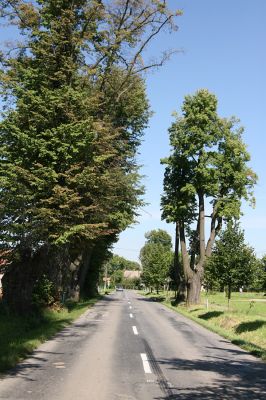 Hemže - Březenice, 21.8.2010
Lipová alej mezi obcemi. Vlevo osluněný kmen lípy, napadený krasci lipovými.
Schlüsselwörter: Hemže Březenice Lamprodila rutilans krasec lipový