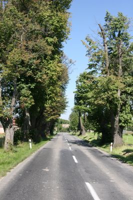 Hemže - Březenice, 21.8.2010
Lipová alej mezi obcemi. 
Schlüsselwörter: Hemže Březenice Lamprodila rutilans krasec lipový