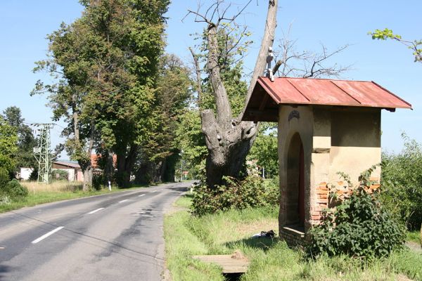 Hemže - Březenice, 21.8.2010
Lipová alej mezi obcemi. 
Klíčová slova: Hemže Březenice Lamprodila rutilans krasec lipový