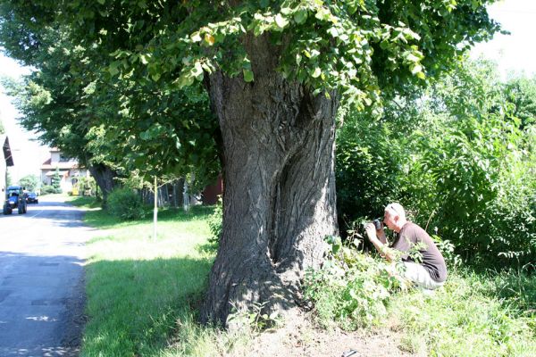 Choceň, Hemže, 21.8.2010
Lipová alej mezi obcemi. Lípa napadená krasci lipovými.
Klíčová slova: Hemže Josef Mertlik Lamprodila rutilans krasec lipový