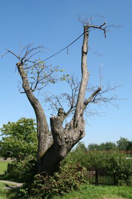 Hemže - Březenice, 21.8.2010
Lípa v lipové aleji mezi obcemi. 
Klíčová slova: Hemže Březenice Lamprodila rutilans krasec lipový