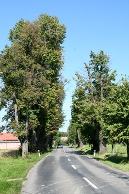 Hemže - Březenice, 21.8.2010
Lipová alej mezi obcemi. 
Klíčová slova: Hemže Březenice Lamprodila rutilans krasec lipový