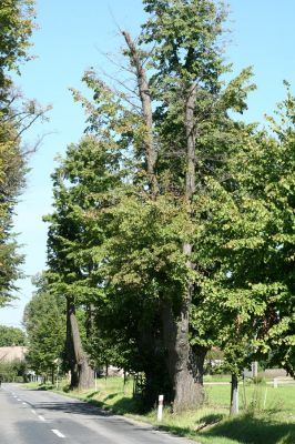 Hemže - Březenice, 21.8.2010
Lipová alej mezi obcemi.
Klíčová slova: Hemže Březenice Lamprodila rutilans krasec lipový