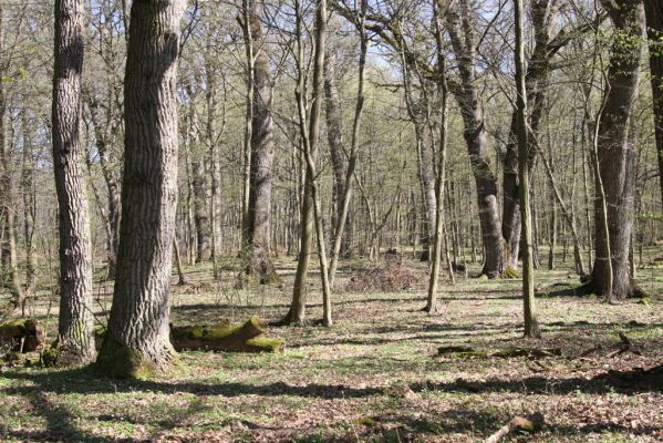 Herľany, 29.3.2014
Lesopark.



Klíčová slova: Slanské vrchy Herľany lesopark