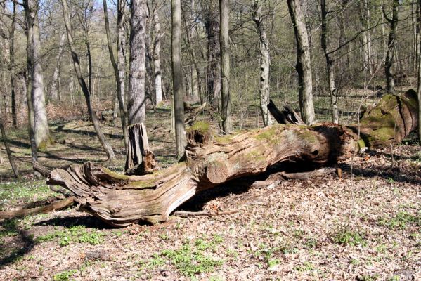 Herľany, 29.3.2014
Lesopark.



Schlüsselwörter: Slanské vrchy Herľany lesopark Gnorimus variabilis