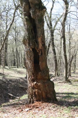Herľany, 29.3.2014
Lesopark - dub osídlený páchníky.



Klíčová slova: Slanské vrchy Herľany lesopark páchník Osmoderma barnabita