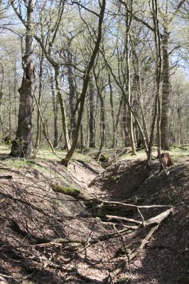 Herľany, 29.3.2014
Lesopark.



Klíčová slova: Slanské vrchy Herľany lesopark