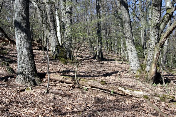 Herľany, 29.3.2014
Suťový les na vrchu Malé brdo.


Mots-clés: Slanské vrchy Herľany Malé brdo