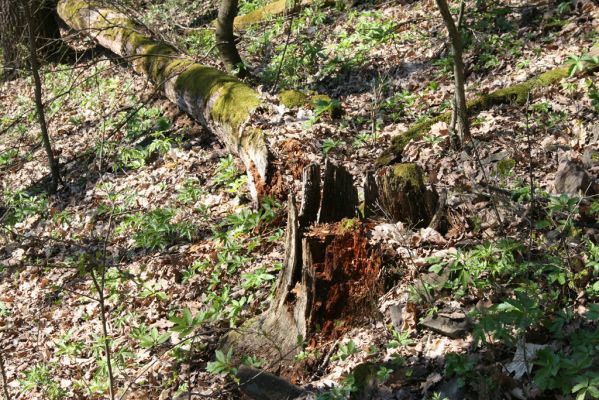 Herľany, 29.3.2014
Suťový les na vrchu Malé brdo.


Klíčová slova: Slanské vrchy Herľany Malé brdo Ampedus nigerrimus