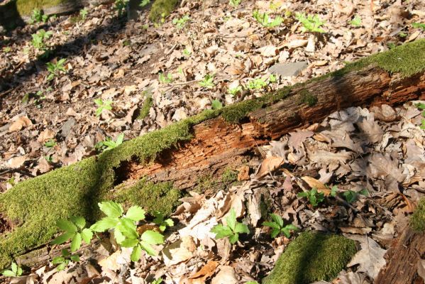 Herľany, 29.3.2014
Suťový les na vrchu Malé brdo. Biotop kovaříka Ampedus quadrisignatus.



Klíčová slova: Slanské vrchy Herľany Malé brdo Ampedus quadrisignatus praeustus nigerrimus