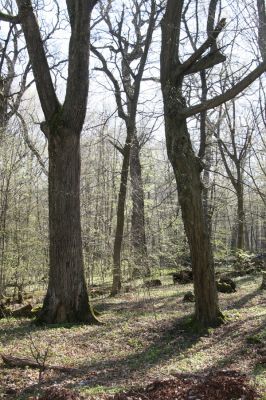 Herľany, 29.3.2014
Lesopark


Klíčová slova: Slanské vrchy Herľany lesopark
