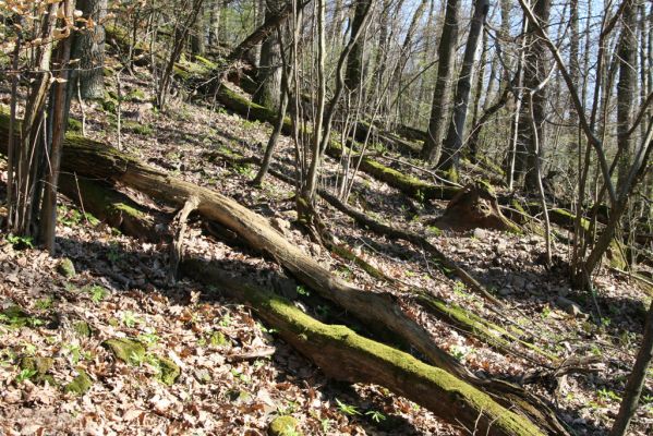 Herľany, 29.3.2014
Suťový les na vrchu Malé brdo. 
Klíčová slova: Slanské vrchy Herľany Malé brdo Ampedus praeustus quadrisignatus