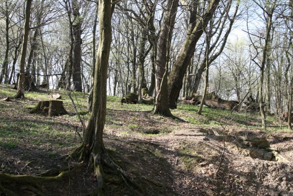Herľany, 29.3.2014
Lesopark



Klíčová slova: Slanské vrchy Herľany lesopark