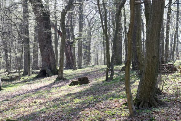 Herľany, 29.3.2014
Lesopark



Klíčová slova: Slanské vrchy Herľany lesopark