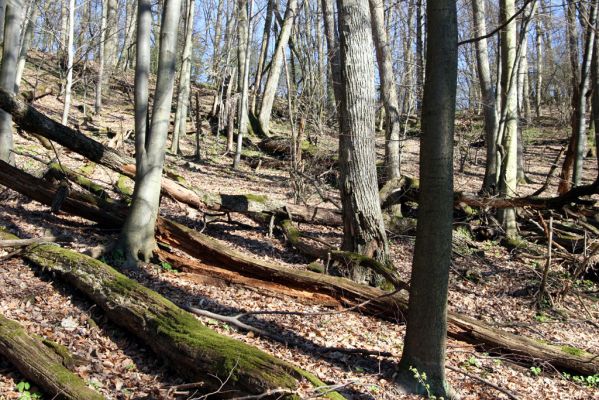 Herľany, 29.3.2014
Suťový les na vrchu Malé brdo.


Klíčová slova: Slanské vrchy Herľany Malé brdo Ampedus quadrisignatus praeustus