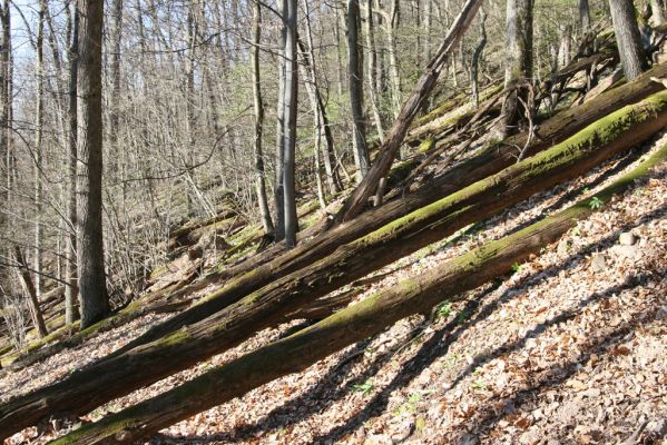 Herľany, 29.3.2014
Suťový les na vrchu Malé brdo.



Klíčová slova: Slanské vrchy Herľany Malé brdo Ampedus quadrisignatus praeustus