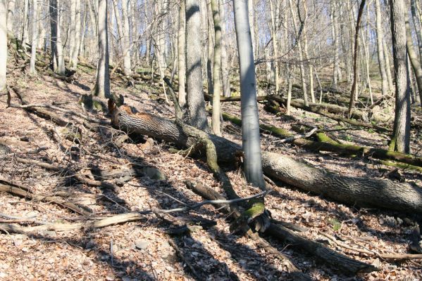 Herľany, 29.3.2014
Suťový les na vrchu Malé brdo.



Schlüsselwörter: Slanské vrchy Herľany Malé brdo Ampedus quadrisignatus praeustus